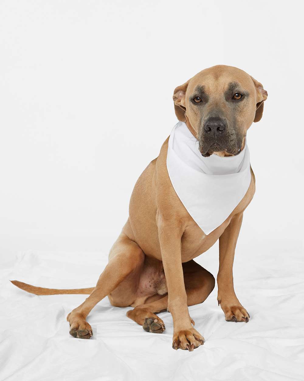 USA-Made Doggie Bandana